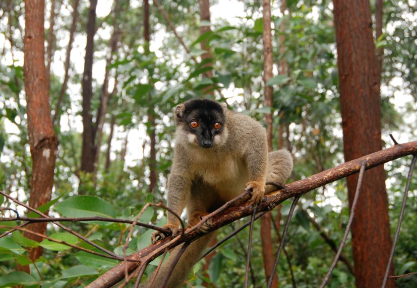 Lemur v Madagaskaru